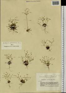 Androsace fedtschenkoi Ovcz., Siberia, Altai & Sayany Mountains (S2) (Russia)