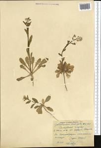 Goldbachia laevigata (M.Bieb.) DC., Middle Asia, Karakum (M6) (Turkmenistan)