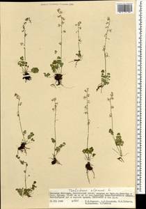 Thalictrum alpinum L., Mongolia (MONG) (Mongolia)