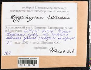 Hygrohypnum luridum (Hedw.) Jenn., Bryophytes, Bryophytes - Krasnoyarsk Krai, Tyva & Khakassia (B17) (Russia)