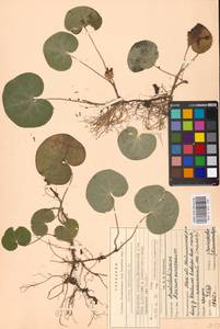 Asarum europaeum L., Eastern Europe, Moscow region (E4a) (Russia)