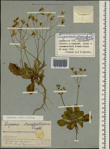 Crepis sancta subsp. sancta, Caucasus, Armenia (K5) (Armenia)