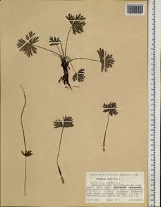 Anemonastrum narcissiflorum subsp. crinitum (Juz.) Raus, Siberia, Russian Far East (S6) (Russia)