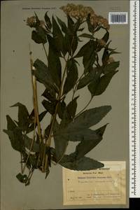 Eupatorium cannabinum L., Caucasus, Armenia (K5) (Armenia)