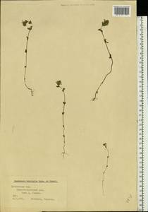 Euphrasia × vernalis List, Eastern Europe, Moscow region (E4a) (Russia)