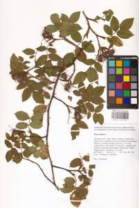 Rosa canina L., Eastern Europe, Central forest-and-steppe region (E6) (Russia)