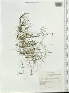 Zannichellia palustris subsp. pedicellata (Rosén & Wahlenb.) Hook.f., Siberia, Altai & Sayany Mountains (S2) (Russia)