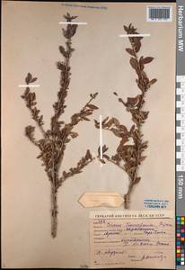 Prunus prostrata var. concolor (Boiss.) Lipsky, Middle Asia, Western Tian Shan & Karatau (M3) (Kyrgyzstan)