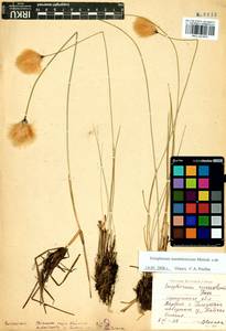 Eriophorum chamissonis C.A.Mey., Siberia, Baikal & Transbaikal region (S4) (Russia)