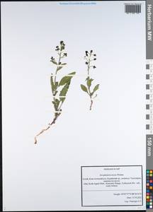 Scrophularia incisa Weinm., Siberia, Altai & Sayany Mountains (S2) (Russia)