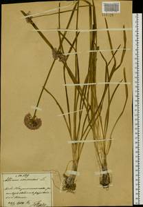 Allium senescens L., Siberia, Russian Far East (S6) (Russia)