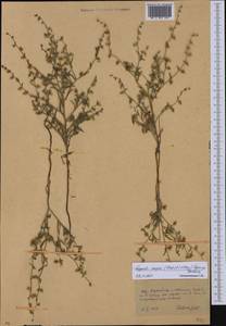 Lappula patula (Lehm.) Menyh., Middle Asia, Karakum (M6) (Turkmenistan)