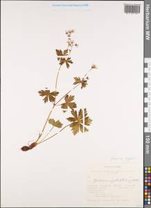 Geranium albiflorum Ledeb., Siberia, Altai & Sayany Mountains (S2) (Russia)