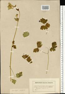 Aquilegia vulgaris L., Eastern Europe, Moscow region (E4a) (Russia)