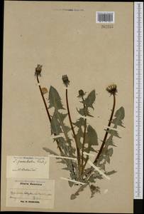 Taraxacum pallidulum H. H. Lindb., Western Europe (EUR) (Sweden)