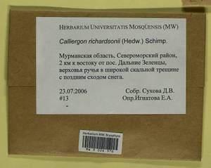 Calliergon richardsonii (Mitt.) Kindb. ex G. Roth, Bryophytes, Bryophytes - Karelia, Leningrad & Murmansk Oblasts (B4) (Russia)