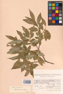 Salix pentandra L., Siberia, Altai & Sayany Mountains (S2) (Russia)