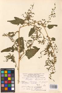 Atriplex hortensis L., Eastern Europe, West Ukrainian region (E13) (Ukraine)