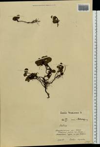 Salix herbacea L., Eastern Europe, West Ukrainian region (E13) (Ukraine)