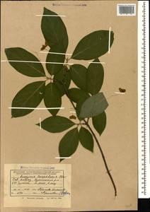 Euonymus leiophloeus Stev., Caucasus, Black Sea Shore (from Novorossiysk to Adler) (K3) (Russia)