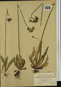 Pilosella floribunda (Wimm. & Grab.) Fr., Western Europe (EUR) (Czech Republic)