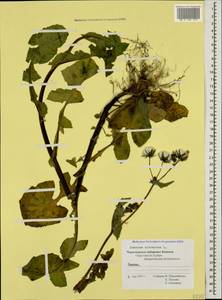 Sonchus oleraceus L., Caucasus, Black Sea Shore (from Novorossiysk to Adler) (K3) (Russia)