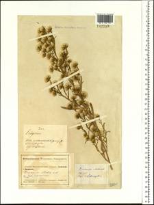 Symphyotrichum ciliatum (Ledeb.) G. L. Nesom, Siberia, Altai & Sayany Mountains (S2) (Russia)