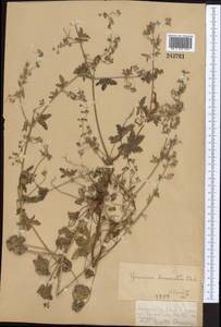 Geranium divaricatum Ehrh., Middle Asia, Dzungarian Alatau & Tarbagatai (M5) (Kazakhstan)