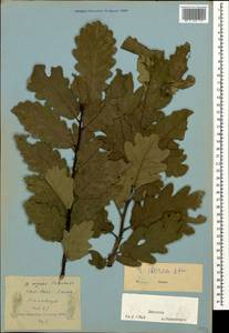 Quercus petraea subsp. polycarpa (Schur) Soó, Caucasus, Dagestan (K2) (Russia)