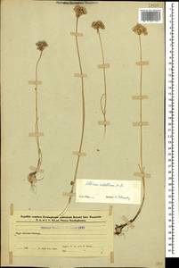 Allium rubellum M.Bieb., Caucasus, Azerbaijan (K6) (Azerbaijan)