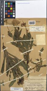Tragopogon marginatus Boiss. & Buhse, Middle Asia, Western Tian Shan & Karatau (M3) (Kazakhstan)