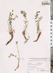 Oxytropis leucantha subsp. tschukotcensis Jurtzev, Siberia, Chukotka & Kamchatka (S7) (Russia)