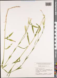 Dianthus superbus subsp. stenocalyx (Trautv.) Kleopow, Eastern Europe, Middle Volga region (E8) (Russia)