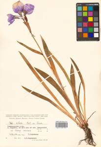 Iris setosa Pall. ex Link, Siberia, Chukotka & Kamchatka (S7) (Russia)