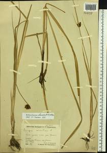 Bolboschoenus planiculmis (F.Schmidt) T.V.Egorova, Siberia, Chukotka & Kamchatka (S7) (Russia)