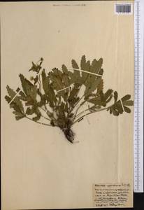 Potentilla humifusa Willd. ex D. F. K. Schltdl., Middle Asia, Northern & Central Kazakhstan (M10) (Kazakhstan)