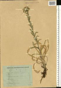 Carlina vulgaris L., Eastern Europe, Belarus (E3a) (Belarus)