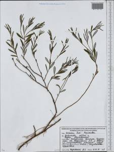 Andromeda polifolia L., Eastern Europe, Belarus (E3a) (Belarus)