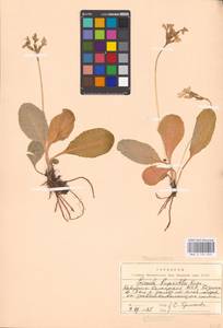 Primula ruprechtii Kusnezowa ex Lipsky, Caucasus, Stavropol Krai, Karachay-Cherkessia & Kabardino-Balkaria (K1b) (Russia)