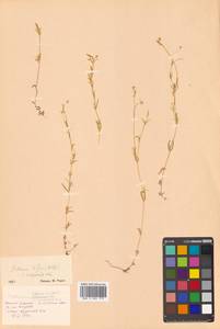 Stellaria longifolia (Regel) Muhl. ex Willd., Siberia, Russian Far East (S6) (Russia)
