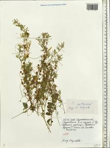 Cuscuta epithymum (L.) L., Eastern Europe, Lower Volga region (E9) (Russia)