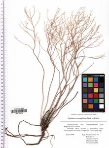 Lepidium coronopifolium Fisch., Eastern Europe, Eastern region (E10) (Russia)