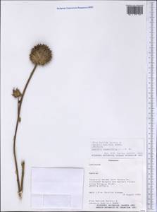 Leonotis nepetifolia (L.) R.Br., America (AMER) (Paraguay)