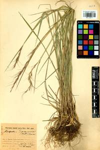 Elymus gmelinii (Trin.) Tzvelev, Siberia, Baikal & Transbaikal region (S4) (Russia)