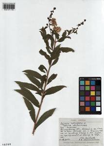 Spiraea salicifolia L., Siberia, Altai & Sayany Mountains (S2) (Russia)