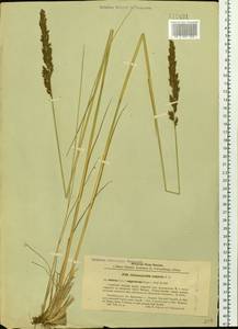 Achnatherum calamagrostis (L.) P.Beauv., Siberia, Baikal & Transbaikal region (S4) (Russia)