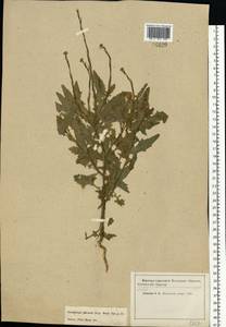 Sisymbrium officinale (L.) Scop., Eastern Europe, Moscow region (E4a) (Russia)