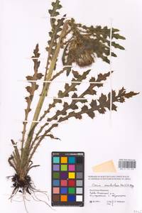 Cirsium esculentum (Siev.) C. A. Mey., Eastern Europe, Middle Volga region (E8) (Russia)