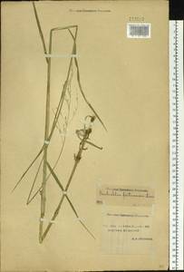 Scolochloa festucacea (Willd.) Link, Siberia, Yakutia (S5) (Russia)
