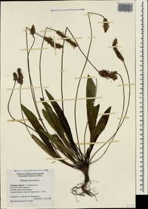 Plantago lanceolata L., Crimea (KRYM) (Russia)